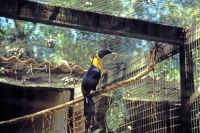 Iguazú Tierpark, Tucan