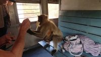 Zugfahrt, Affenbesuch