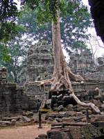 Siem Reap, Ta Phrom Tempel, Baumwurzeln
