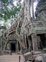 Siem Reap, Ta Phrom Tempel, Baumwurzeln