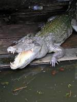 Siem Reap, Schwimmende Dörfer, Krokodil
