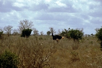 Tsavo Nationalpark, Strauß