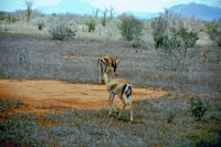 Tsavo Nationalpark, Gazelle