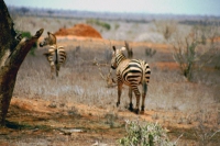 Tsavo Nationalpark, Zebra