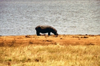 Tsavo Nationalpark, Nilpferd