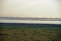 Amboseli Nationalpark, Flamingos