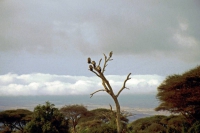 Amboseli Nationalpark, Geier