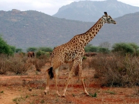 Giraffe in Tsavo West