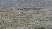 Spitzbergen, Longyearbyen, Rentier