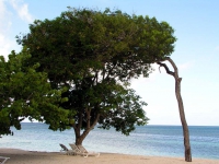 Mein Lieblingsbaum am Strand von Guardalavaca