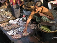 Sittwe, Fischverkauf auf dem Markt