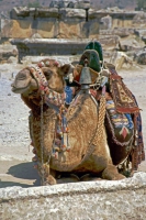 Hierapolis, Kamel