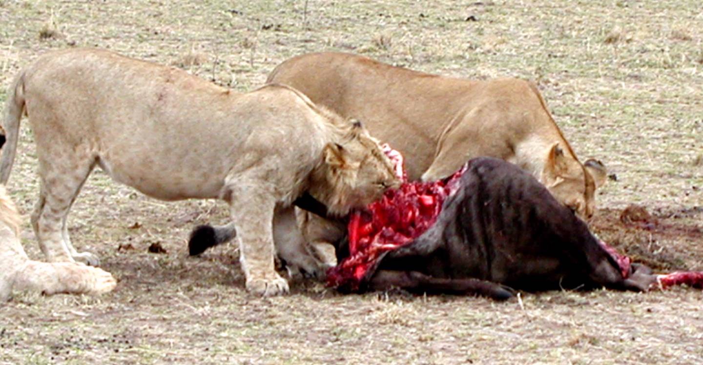 Löwen nach erfolgreicher Jagd